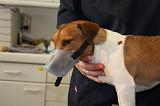 JACK RUSSEL - MUSELIERE 013